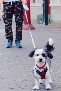 Temara straatfotografie